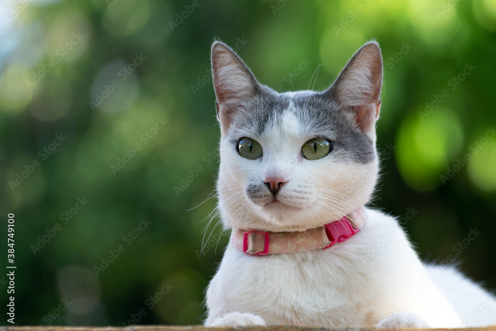 Fototapeta premium A beautiful white female cat with yellow eyes and gray ears enjoying the sunset in the garden. Pink collar. Animal world. Pet Lover. Animals defender. Cat lover. Golden hour.