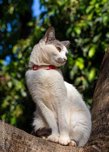 Cat on the tree. A white female cat with gray ears and yellow eyes on top of the tree. Pink collar. Animal world. Pet lover. Animals defender. Cat lover