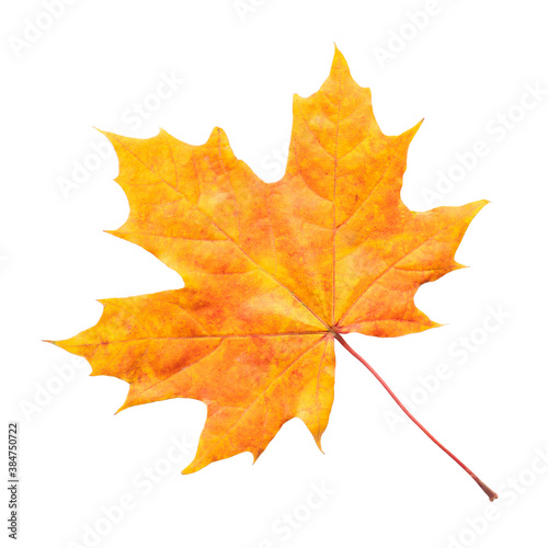 Orange and red maple leaf isolated on white background