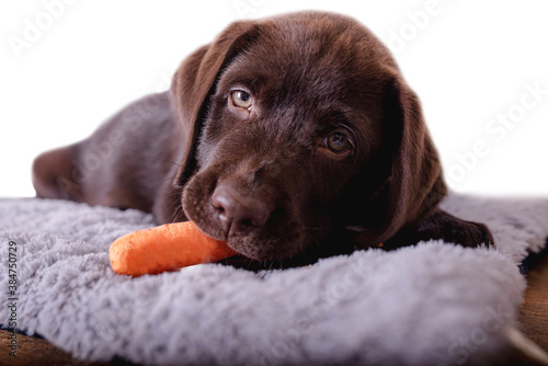 Closeup chocolate Labrador puppy lying on his mat. Biting a carrot with milk teeth. Isolated on white background.