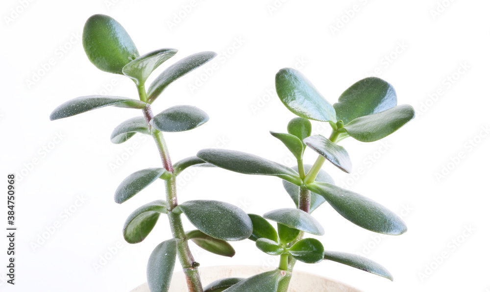 Jade plant (Crassula ovata) - houseplant on a light background. Money tree succulent plant with dark green leaves. Jade plant (Crassula ovata) - houseplant on a light background. Money tree succulent plant with dark green leaves.