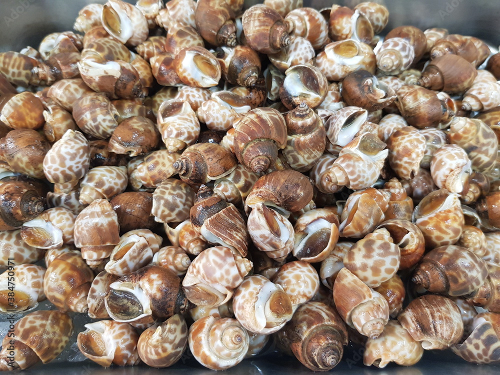Periwinkle from the river can be used for cooking. Periwinkle from the river can be used for cooking.