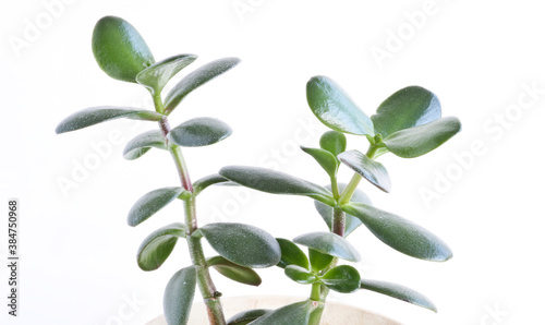 Jade plant (Crassula ovata) - houseplant on a light background. Money tree succulent plant with dark green leaves.