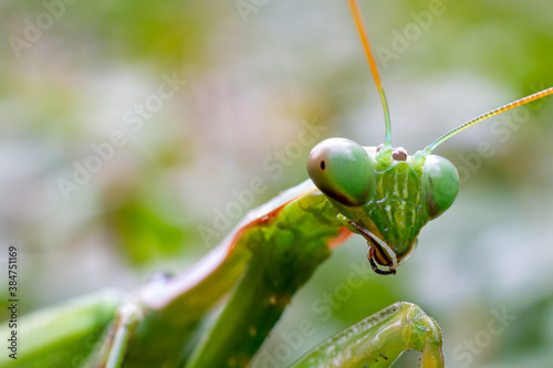  Green praying mantis (mantis religiosa) perches on a garden hedge