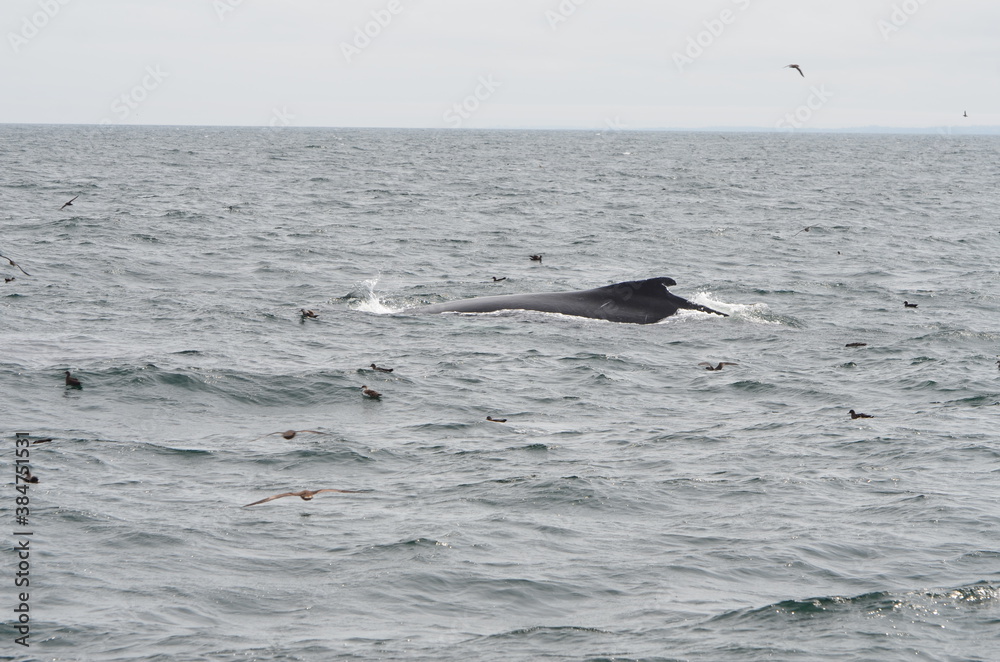 Fototapeta premium The back of a whale with its fin while whale watching in the Atlantic Ocean with a few flying seagulls in cloudy weather