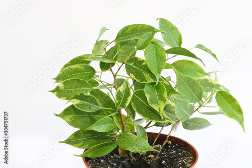 Ficus benjamina in a brown pot on a white background. Houseplant.
