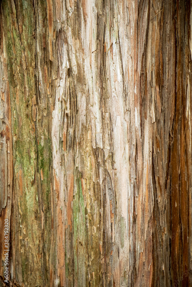 Fototapeta premium texture background for design and decoration 