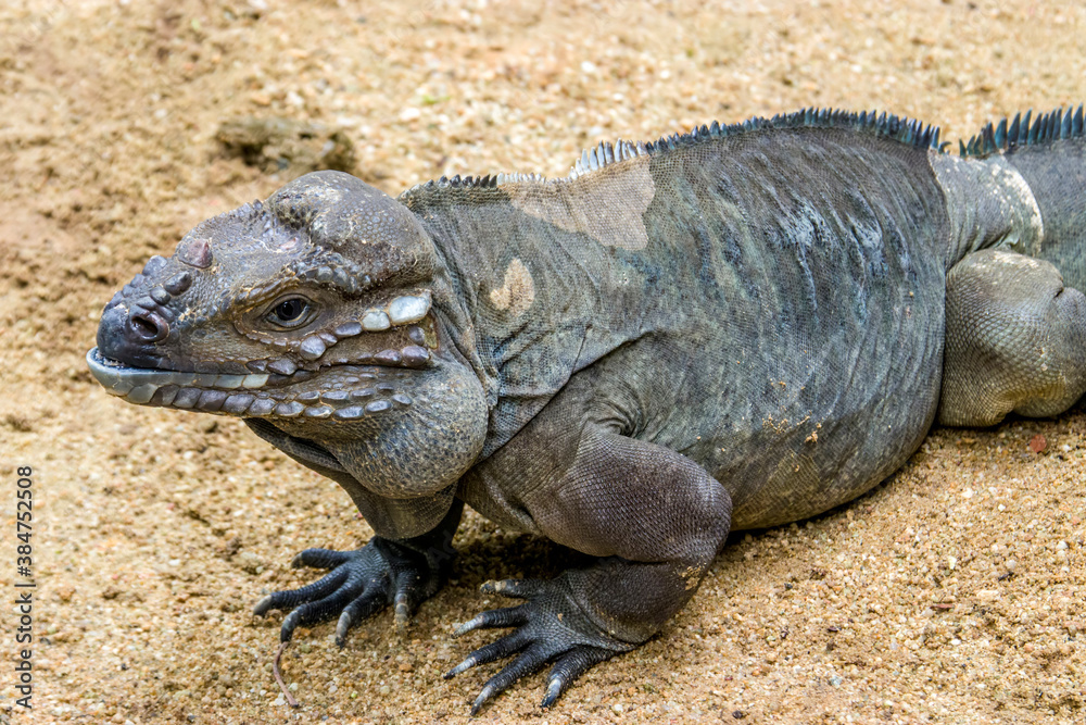 Fototapeta premium The rhinoceros iguana (Cyclura cornuta) is a threatened species of lizard in the family Iguanidae that is primarily found on the Caribbean island of Hispaniola. The closeup head image.