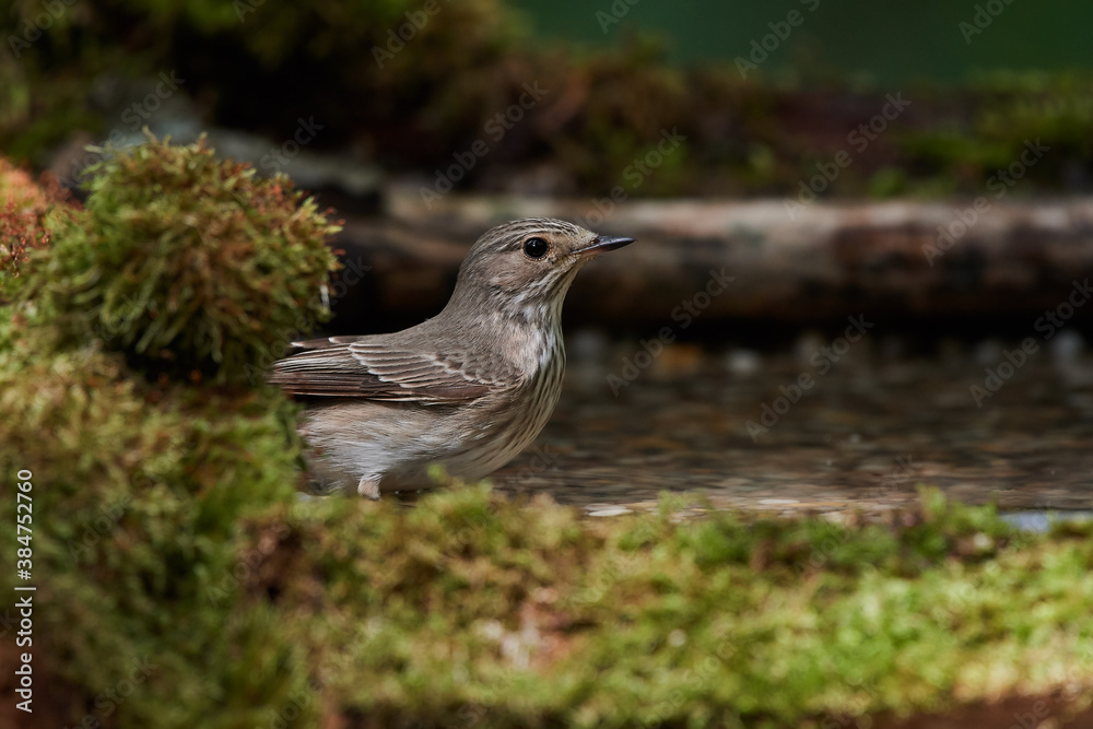 Fototapeta premium Spotted flycatcher ,, Muscicapa striata,, in natural environment, Danube forest, Slovakia, Europe