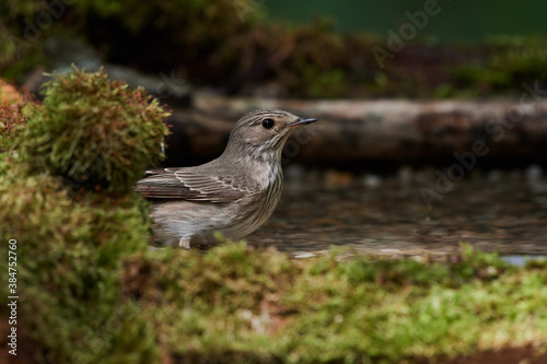 Spotted flycatcher ,, Muscicapa striata,, in natural environment, Danube forest, Slovakia, Europe
