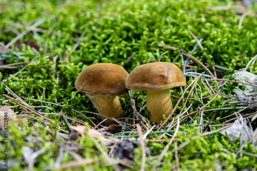 Podgrzybek brunatny Imleria badia, grzyby w leśnym mchu, runo leśne w rezerwacie przyrody