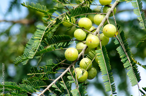 Emblic myrablan, Malacca tree is a medicinal plant for sore throat. Yellow green orb