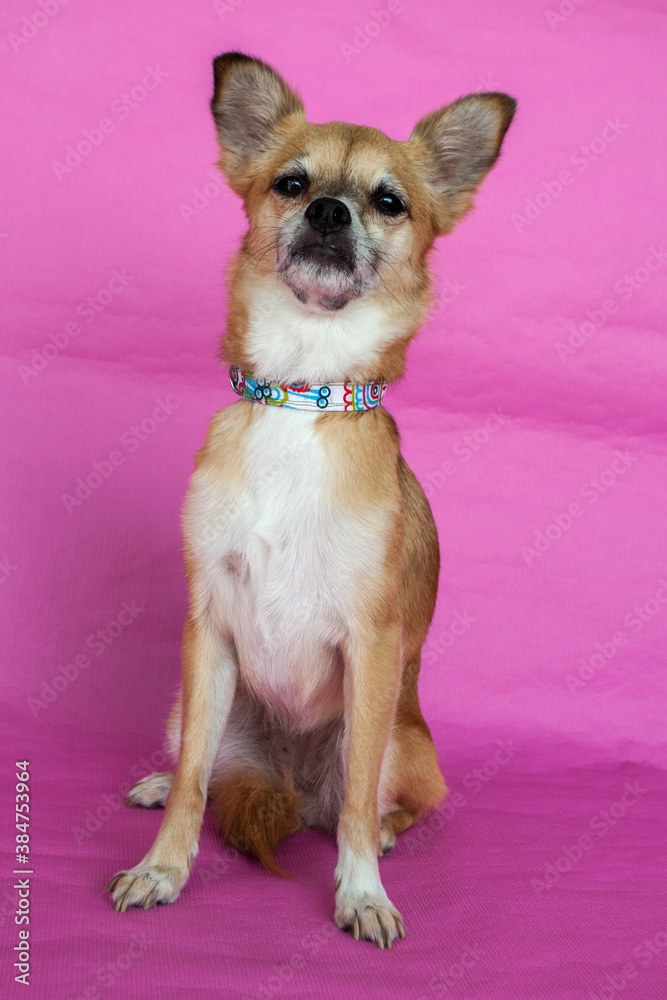 Lila brown chihuahua on background pink