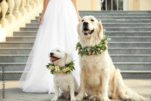 Photography Bride and adorable dogs wearing wreathes made of beautiful flowers outdoors, clo