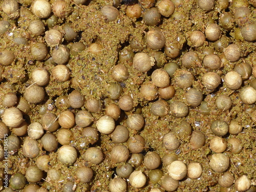 Useless seeds of the palm fruit açai after squeezing the juice (euterpe oleracea), fruit full of health in Amazon region near the village of Anori, Amazon state, Brazil. photo