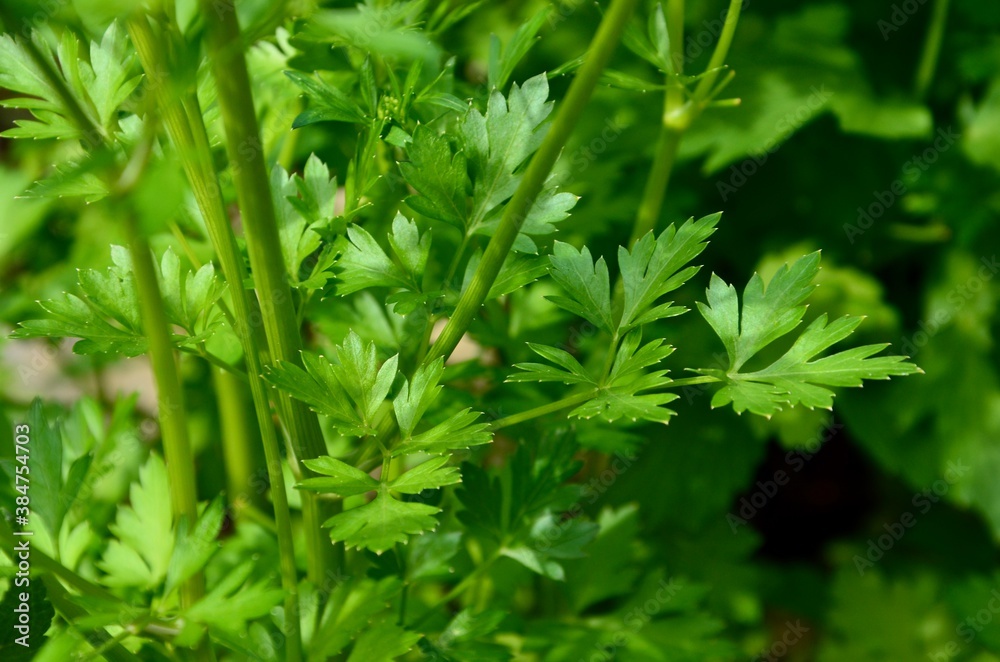 Fresh green parsley, closeup of leaves and stalks, healthy herbs Fresh green parsley, closeup of leaves and stalks, healthy herbs