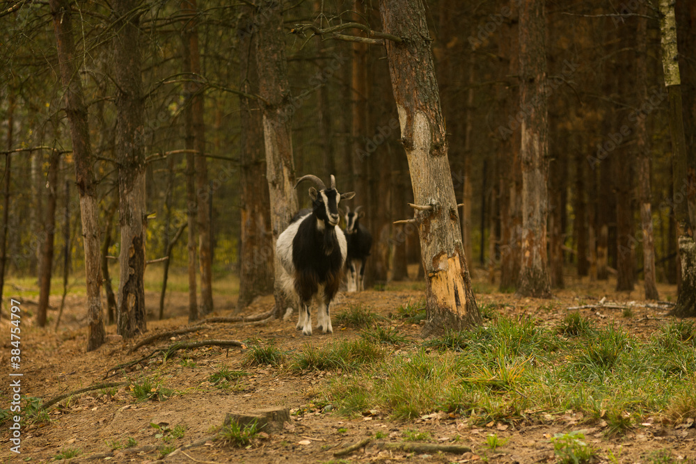 goat on the meadow goat on the meadow