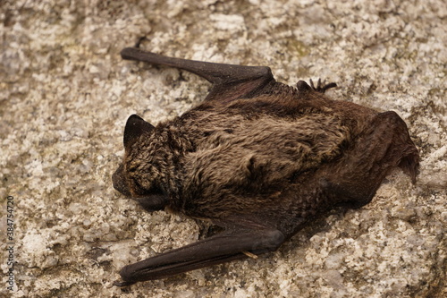 Small bat is resting on wall