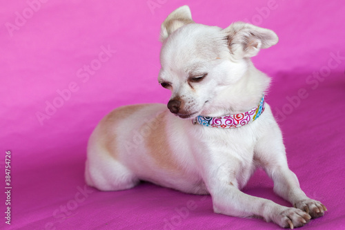 White chihuahua bimba on pink background