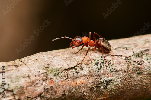 Macro of red wood ant ,,Formica rufa,, in natural environment, danube forest, Slovakia, Europe