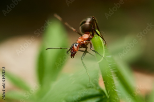 Macro of red wood ant ,,Formica rufa,, in natural environment, danube forest, Slovakia, Europe © Tom