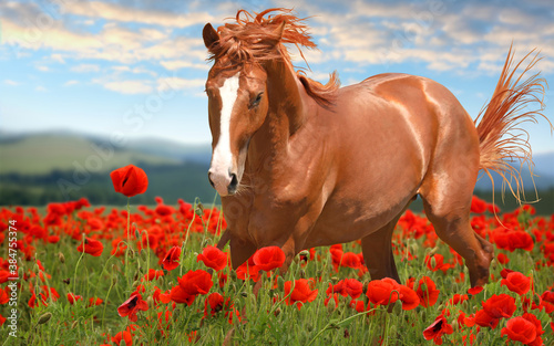 Beautiful chestnut horse running in poppy field near mountains