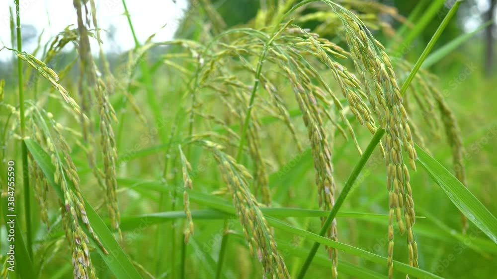 The rice plant was blown by the wind in the green fields. 4K The rice plant was blown by the wind in the green fields. 4K