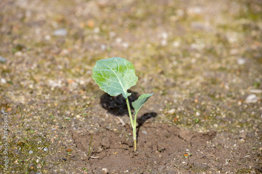 Broccoli seedling in the field , green vegetable Broccoli seedling in the field , green vegetable