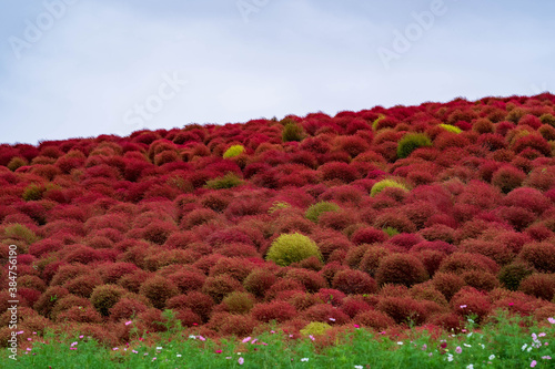 kochia photo