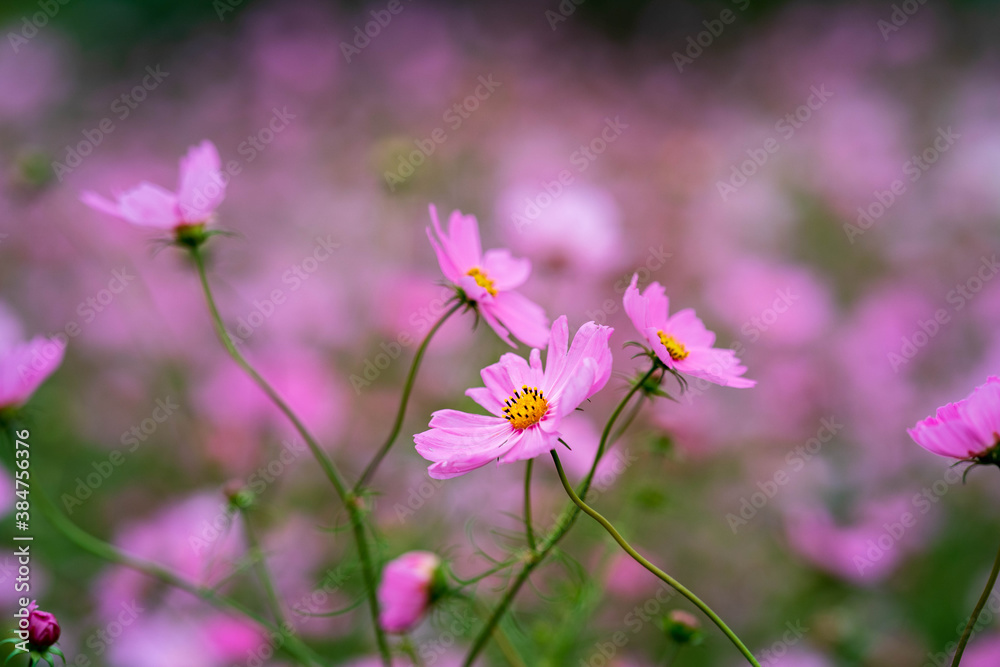 field of flowers