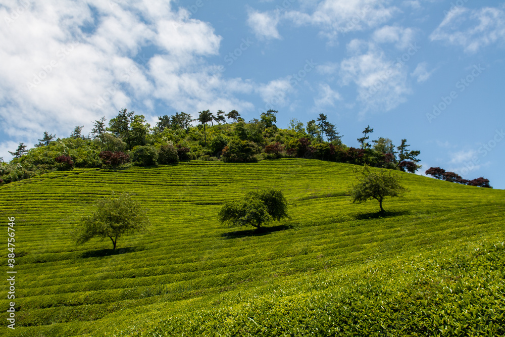 Boseong green tea field plantation Boseong green tea field plantation