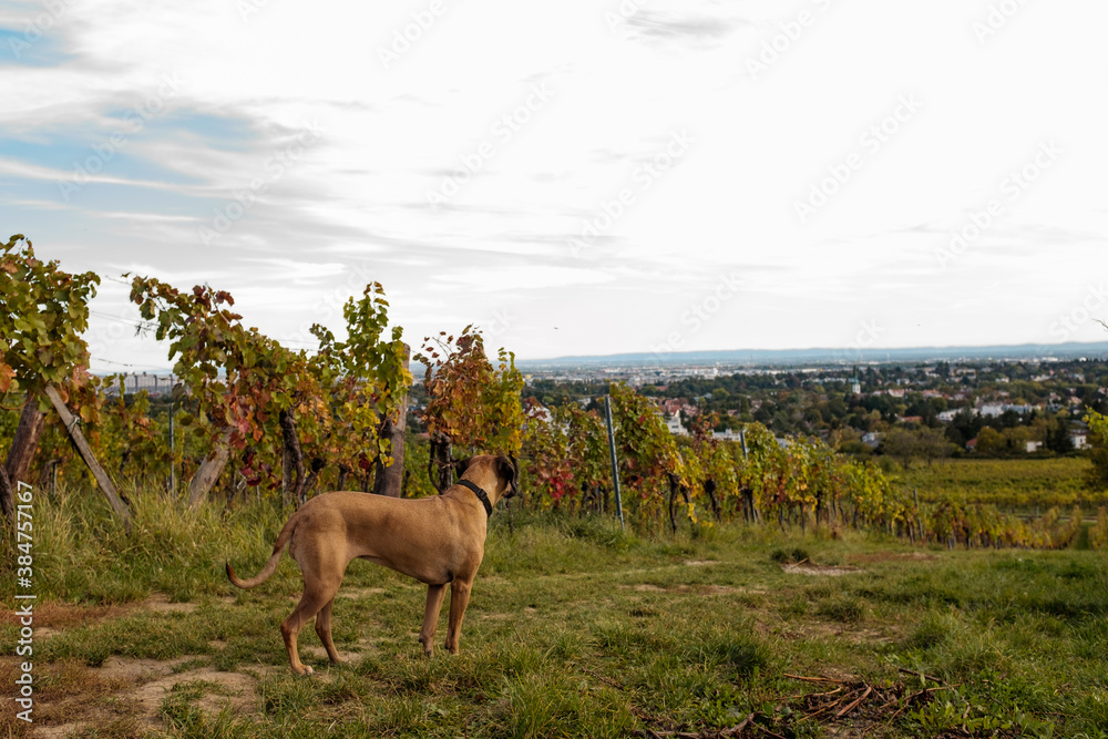Fototapeta premium Dog on Vineyard