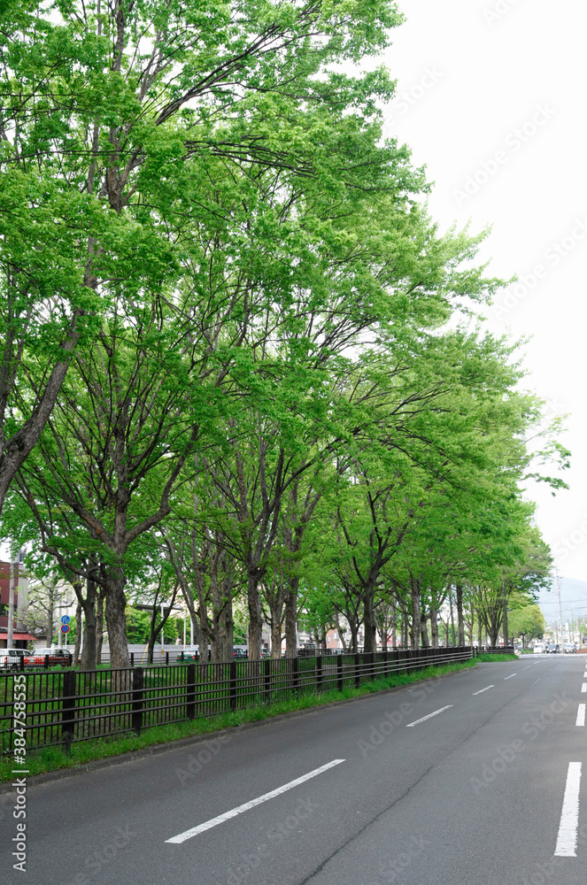 紫通りの緑道