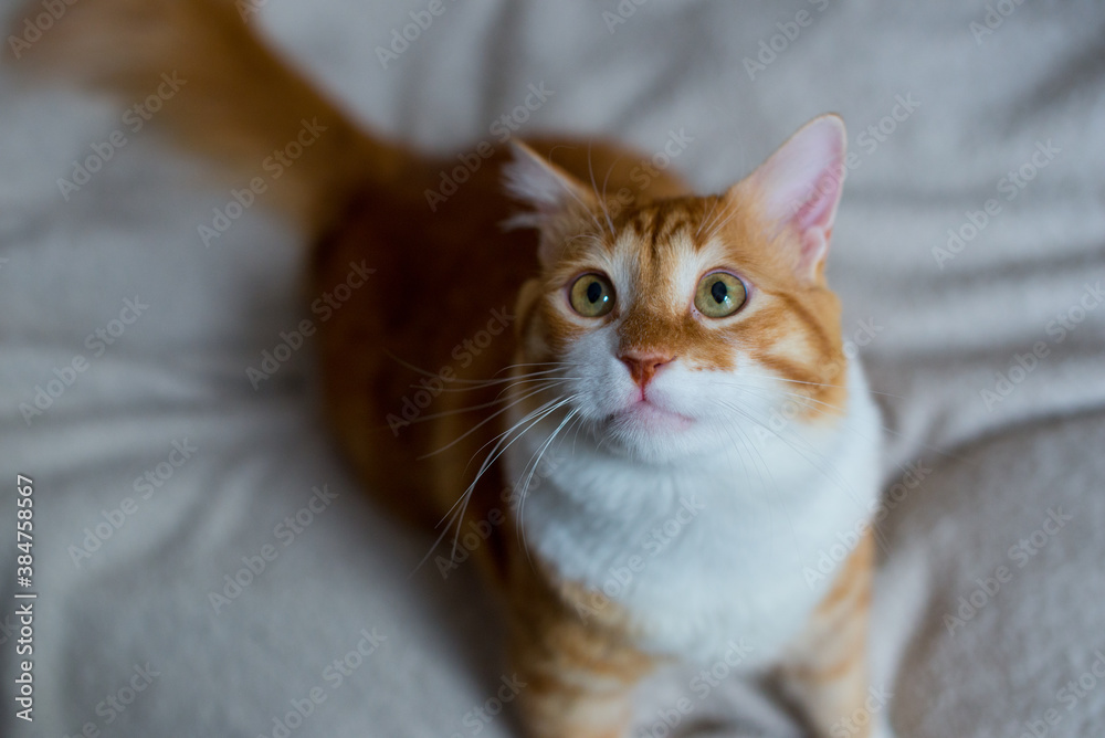 The ginger cat sleeps in a white fluffy blanket. The ginger kitten is resting. A cozy home, autumn mood, a fluffy cat. Sleeping ginger cat. Fluffy pet comfortably settled to sleep. The ginger cat sleeps in a white fluffy blanket. The ginger kitten is resting. A cozy home, autumn mood, a fluffy cat. Sleeping ginger cat. Fluffy pet comfortably settled to sleep.