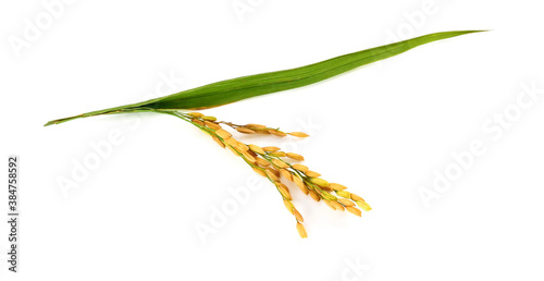 organic paddy rice,ear of paddy, ears of Thai jasmine rice isolated on white background