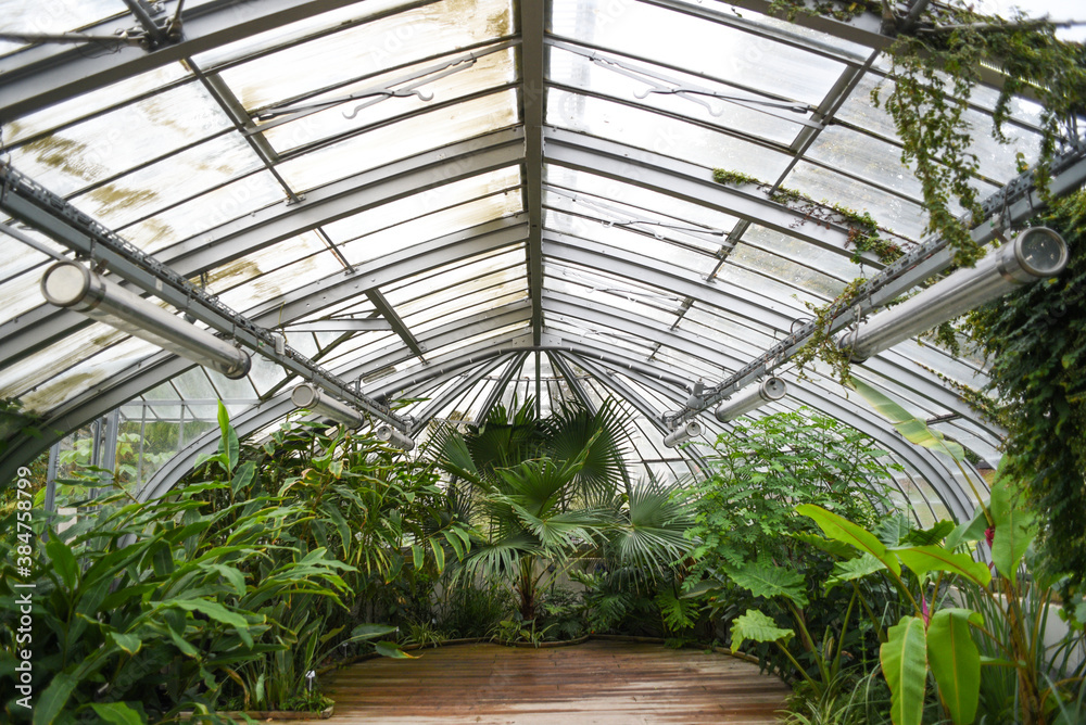 Greenhouse with tropical plants.