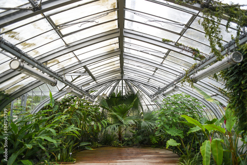 Greenhouse with tropical plants.