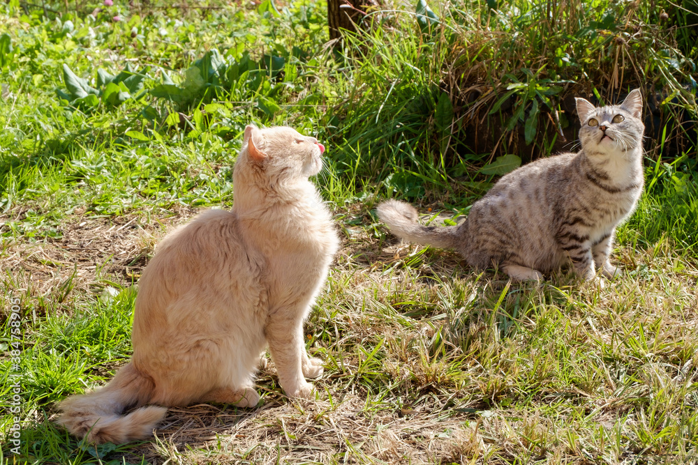 Two cats on a village lawn under the sun on a background of green grass. Two cats on a village lawn under the sun on a background of green grass.