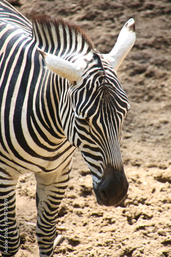 striped wonderful zebras in a zoo
