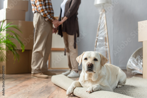 cropped view of senior couple standing in new house and labrador dog lying on carpet on foreground