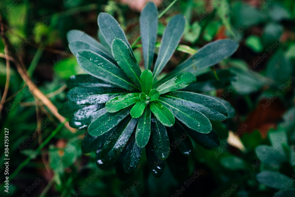 Wet plant with elongated wet leaves Wet plant with elongated wet leaves
