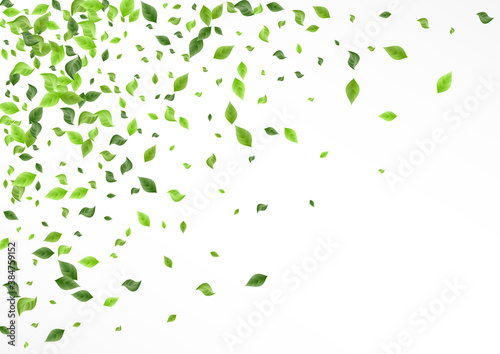 Green Greenery Falling White And Gray Background 