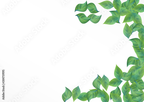 Olive Foliage Realistic Vector White Background 