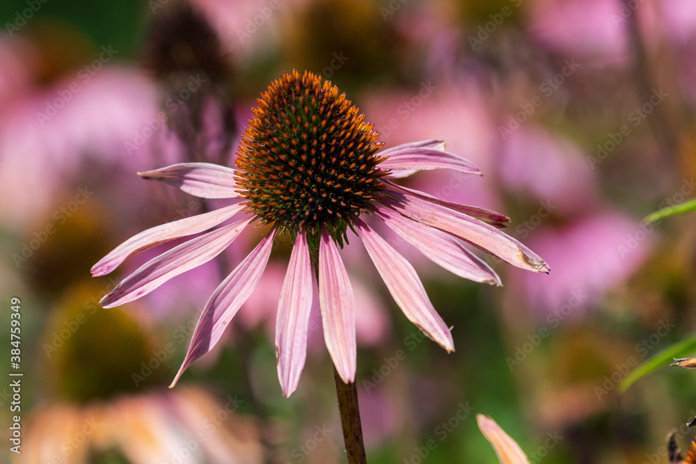 beautiful flower beautiful flower
