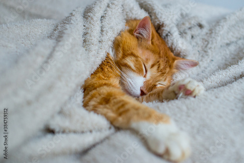 The ginger cat sleeps in a white fluffy blanket. The ginger kitten is resting. A cozy home, autumn mood, a fluffy cat. Sleeping ginger cat. Fluffy pet comfortably settled to sleep.