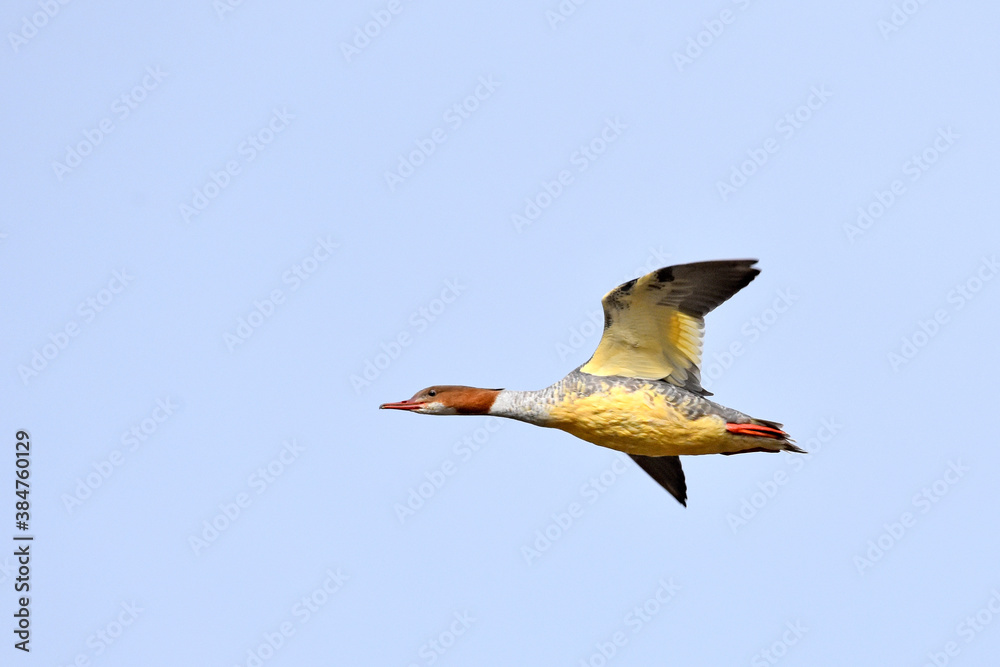 Gänsesäger (Weibchen)