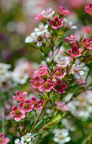 Red, pink and white flowers of the Australian Chamelaucium waxflower variety My Sweet Sixteen, family Myrtaceae.