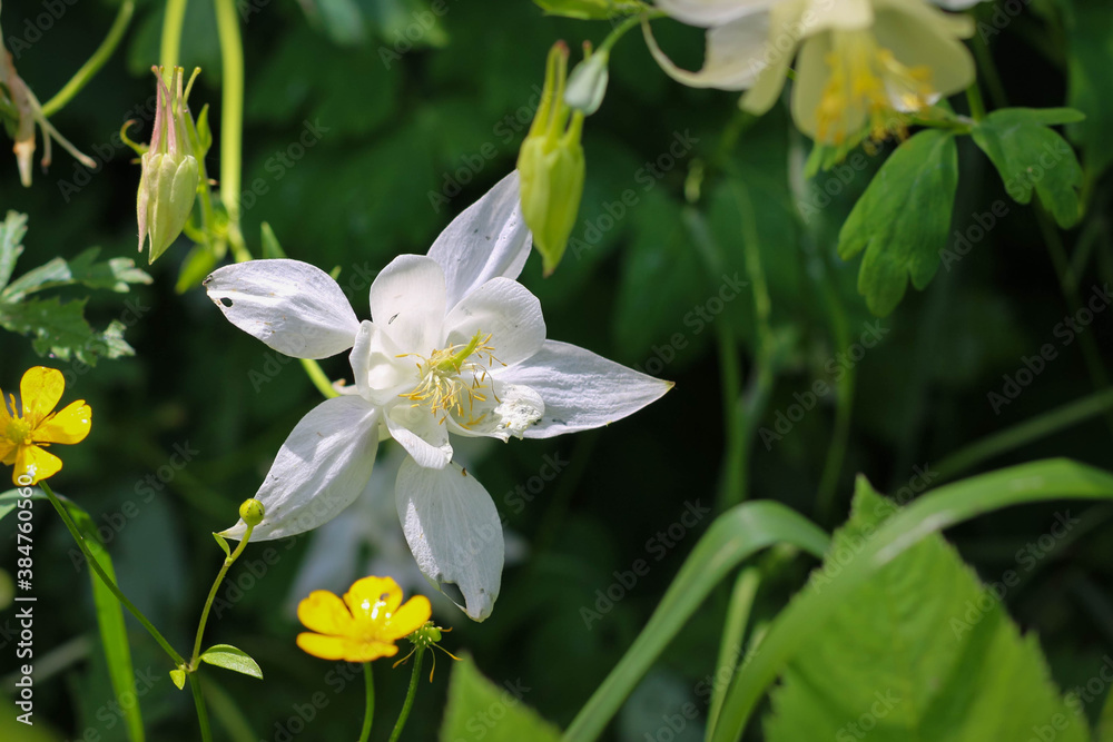 Fototapeta premium A beautiful pink Aquilegia flower with a yellow pestle. A delicate garden flower.