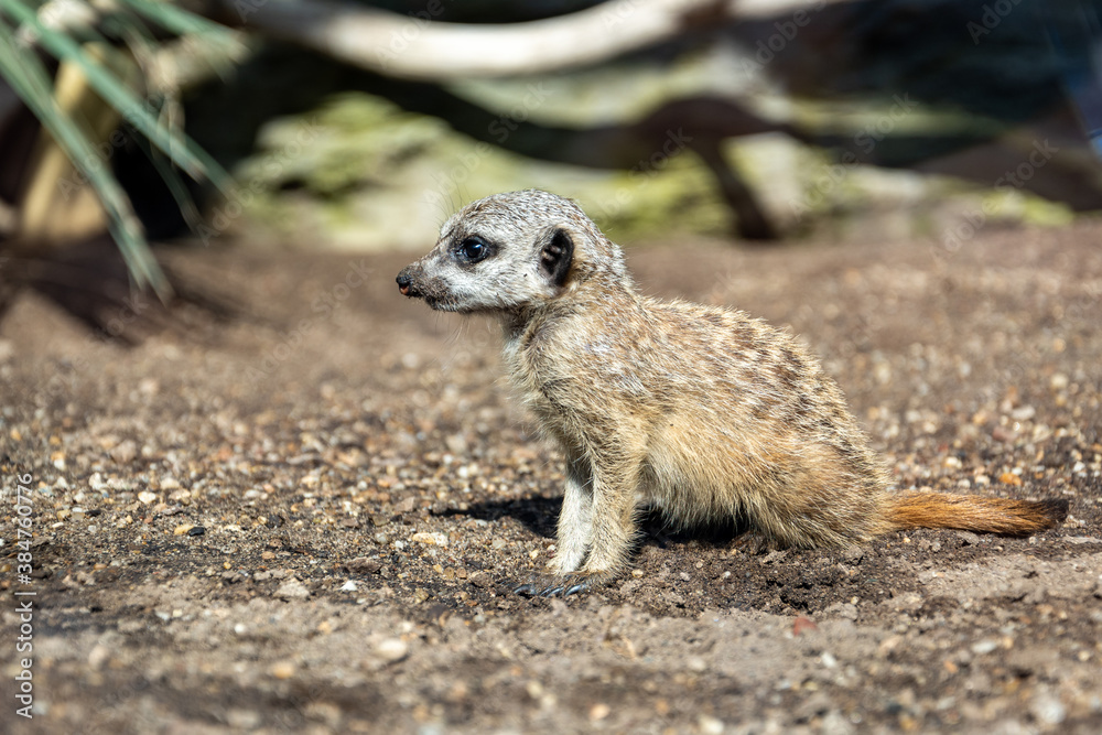 Fototapeta premium young Meerkat (Suricata suricatta) standing on ground waiting