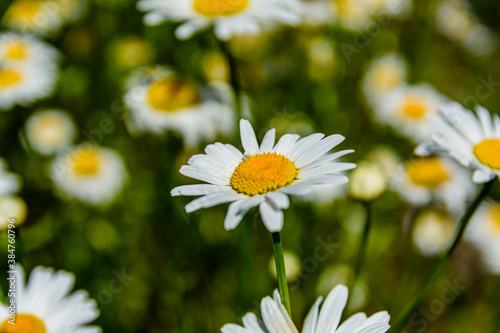 Chamomile flowers blooming in a garden at spring
